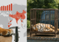 Global Tiger Trafficking Escalates, with 9 Seizures Monthly