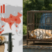 Global Tiger Trafficking Escalates, with 9 Seizures Monthly